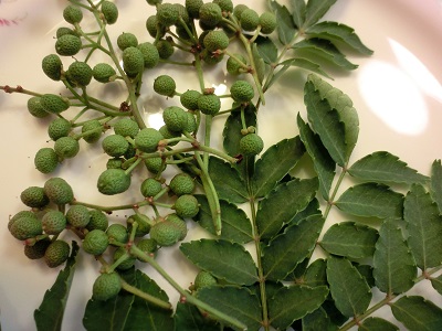 取った実をお皿の上に置いてみる