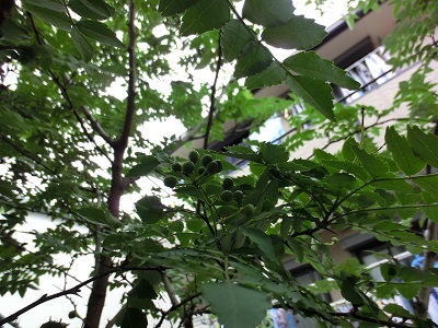 山椒の実は小粒でも・・・