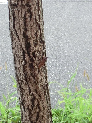 道路脇の木にしがみついて鳴いていたアブラゼミ