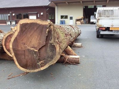 伐採された太い木材