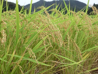 周りの田んぼでは稲穂が頭を垂れていた