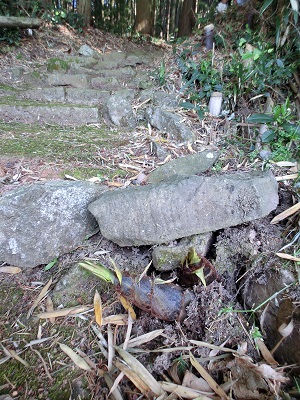 石段の石を持ち上げるタケノコ