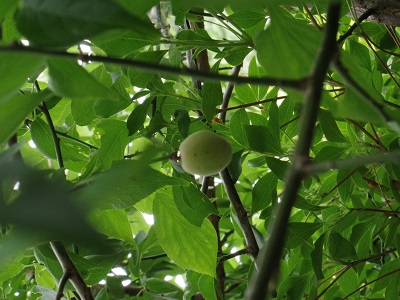 おごった枝の下で実を付ける梅