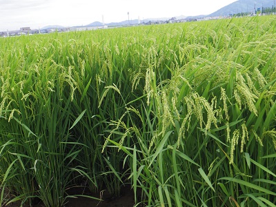 風にそよぐ稲穂を眺めていたら、何とも心が落ち着く