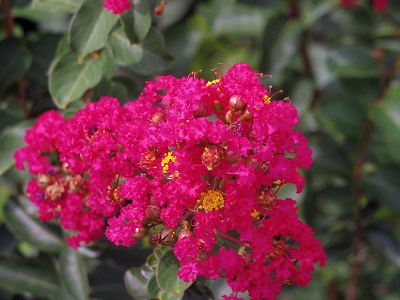 咲き誇るサルスベリの花