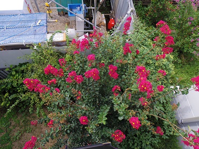 庭のフェンスの前は工事現場なのに