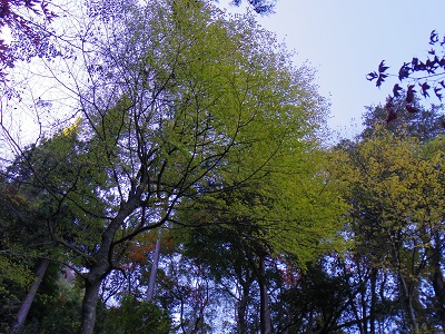 こちらは緑のまま