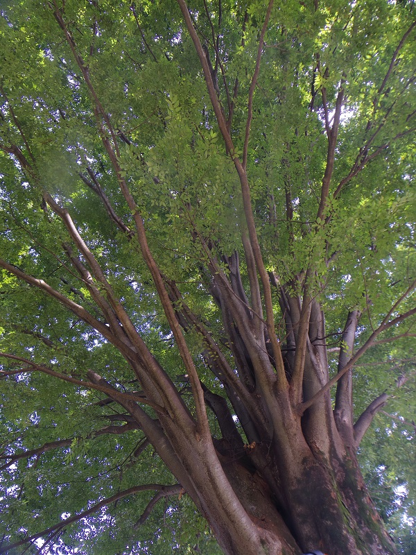 大きなケヤキの木の下で