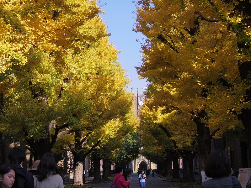 東大のイチョウ(背後は安田講堂)